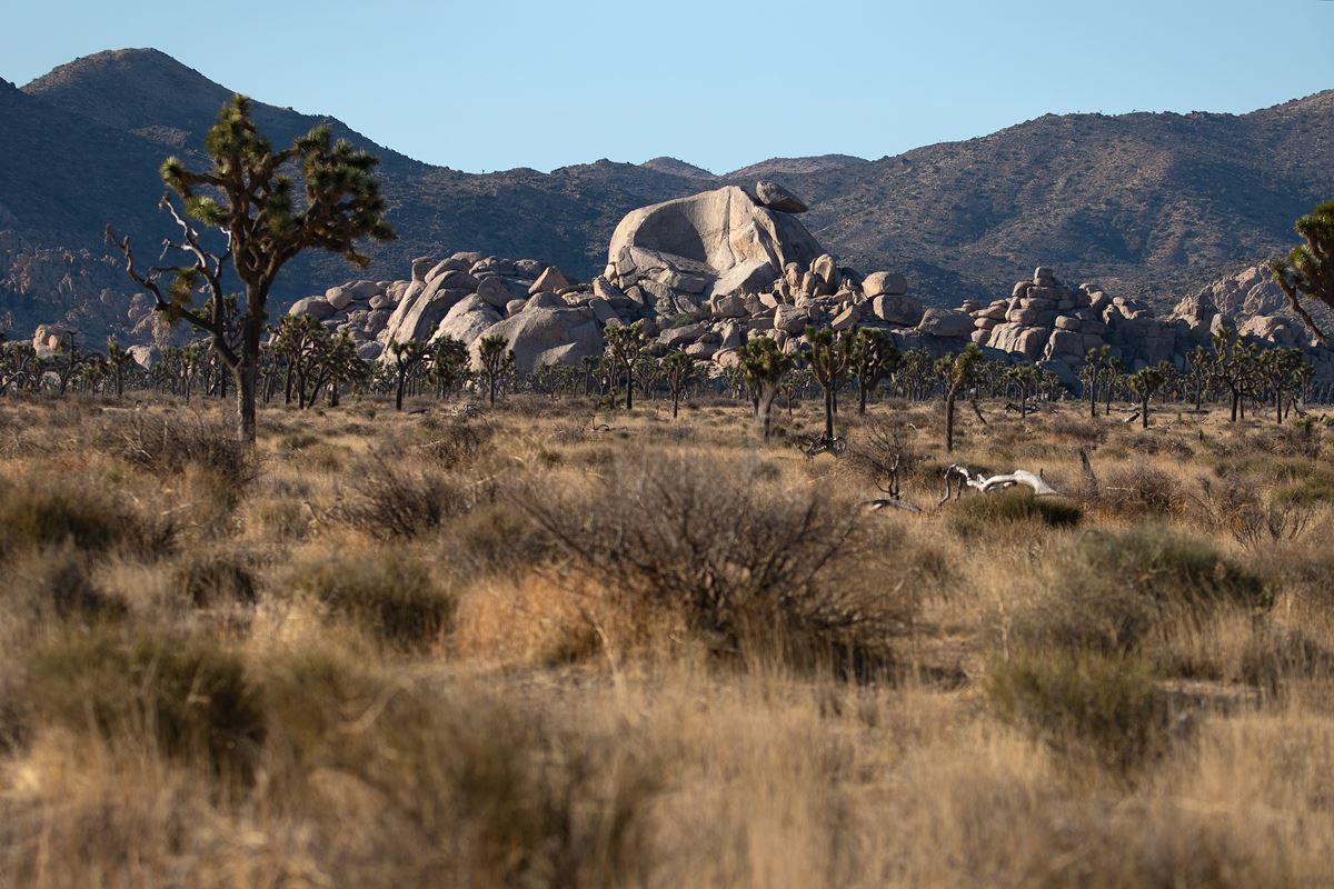 Desert shrubs and Joshua trees in the foreground and rock formations and mountains in the background
