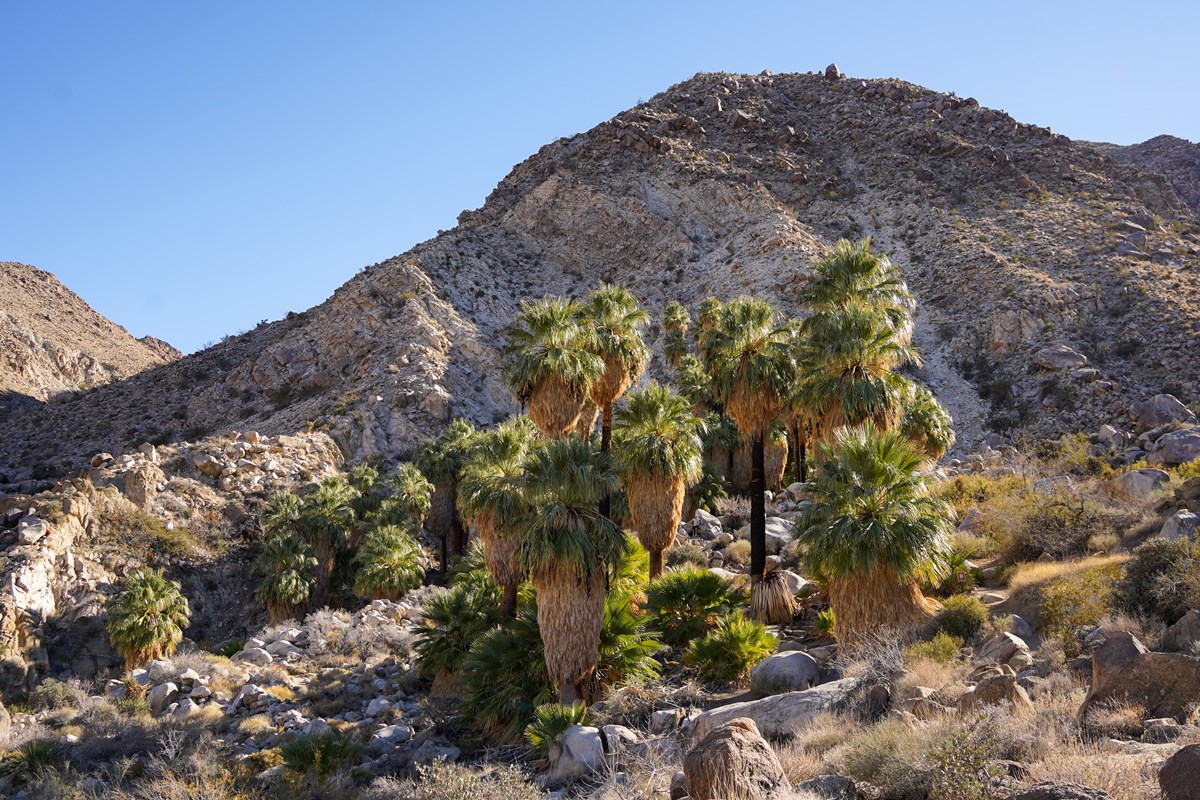A group of fan palms sits amongst a rocky canyon with rocky mountains in the background.
