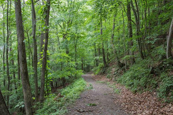 An old dirt road through bright green forest