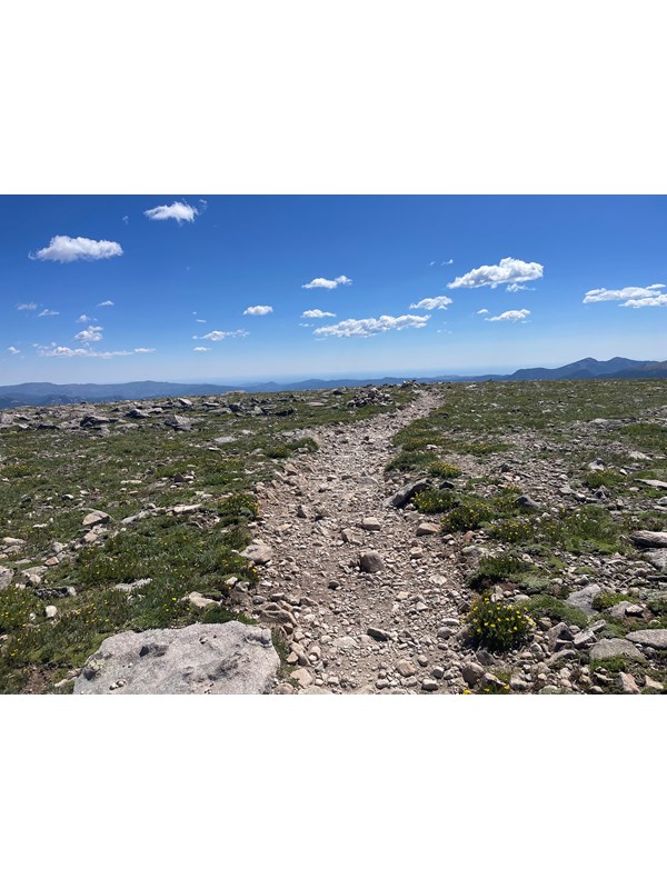 Near the summit of Flattop Mountain. The trail is free of snow and yellow wildflowers are growing