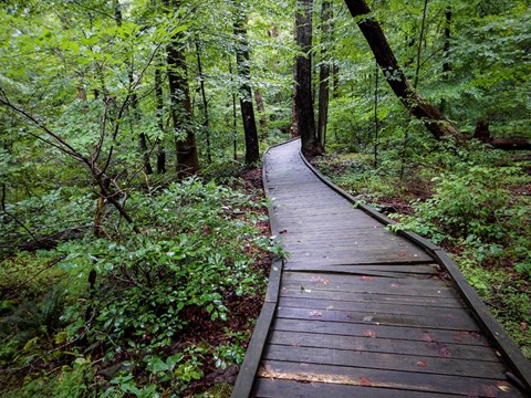 A wooden boardwalk cutting through a green forest.