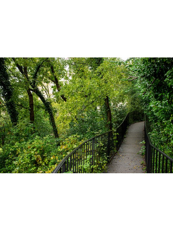 A railed, thin pathway leads through bright green trees and brush.