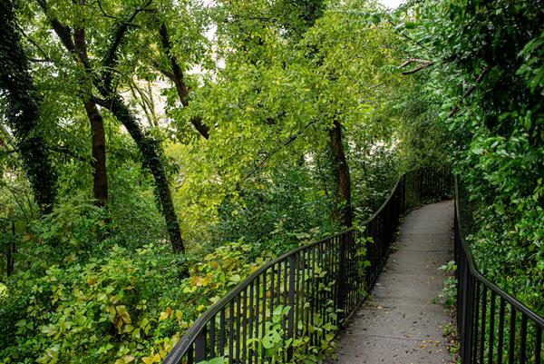 A railed, thin pathway leads through bright green trees and brush.