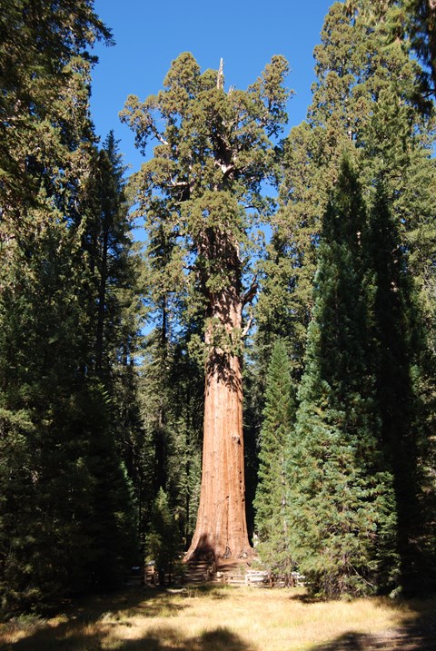 The Sherman Tree, a giant sequoia tree