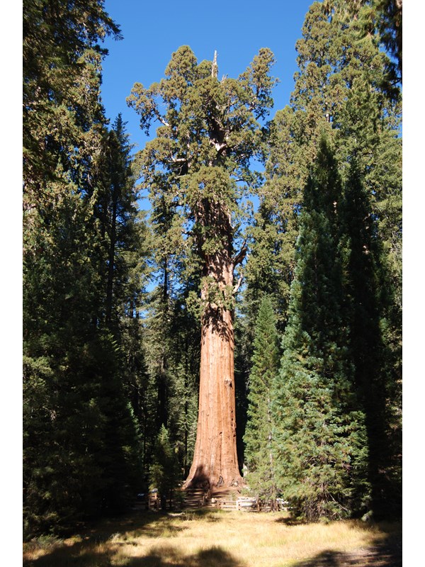 The Sherman Tree, a giant sequoia tree