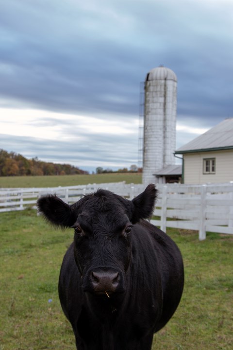A closeup of a cow looking directly at the camera with a silo in the background.