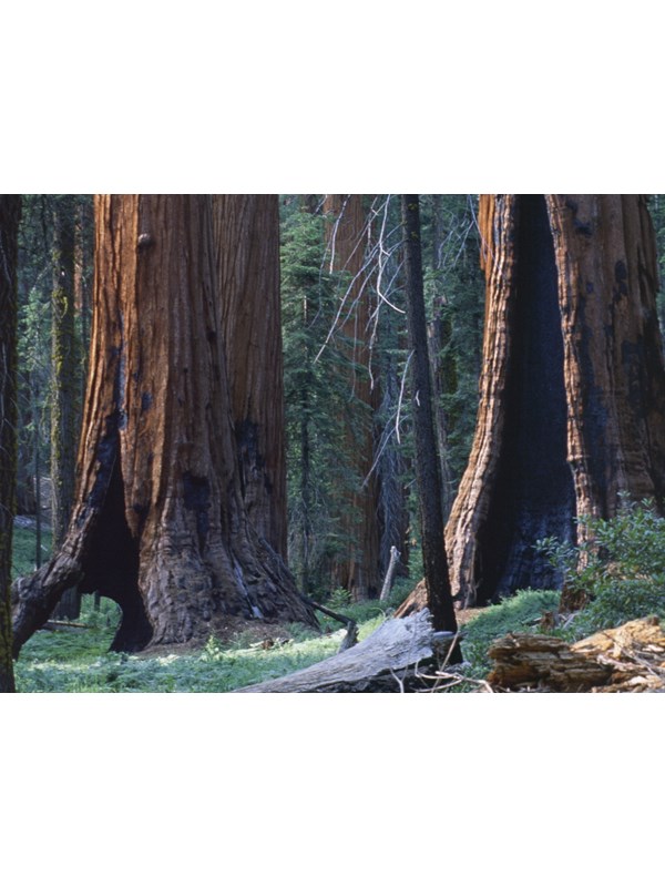 Explore Hidden Sequoias at Muir Grove