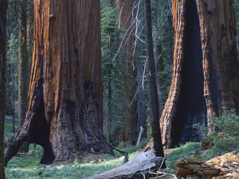 Explore Hidden Sequoias at Muir Grove