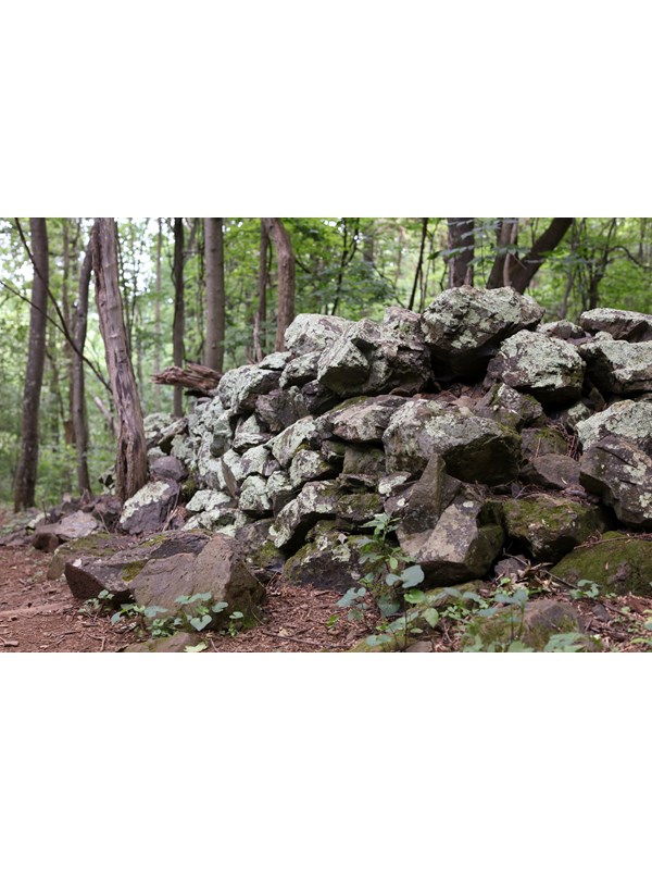 A crumbling, historic rock wall under a canopy of green trees