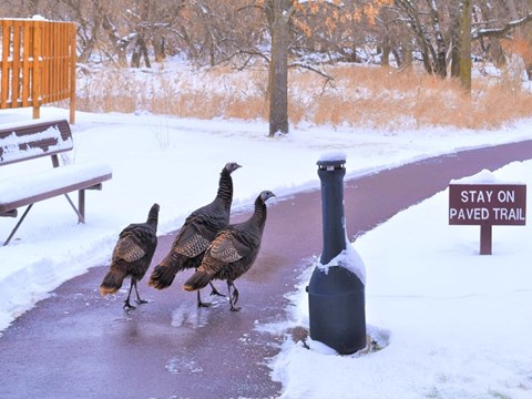 Three turkeys on a path