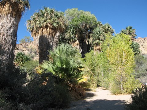 Cottonwood trees and California fan palms