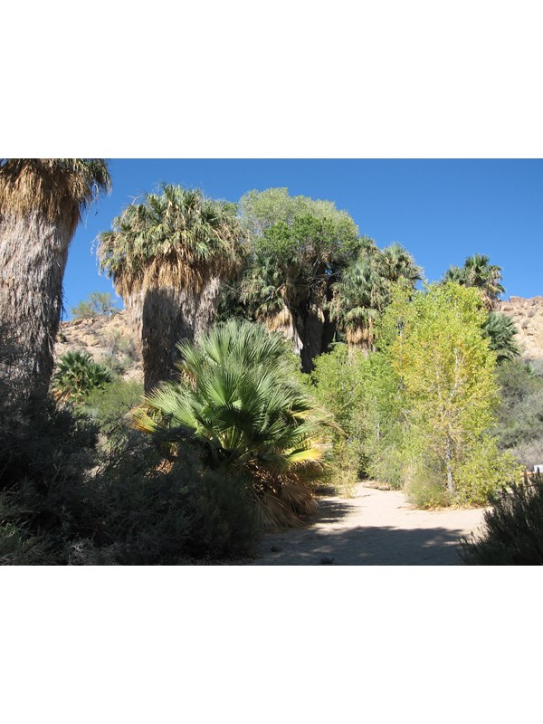 Cottonwood trees and California fan palms