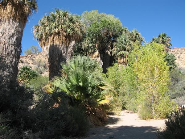 Cottonwood trees and California fan palms