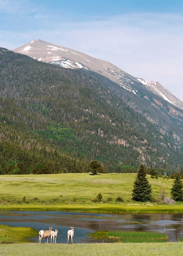sheep at sheep lakes