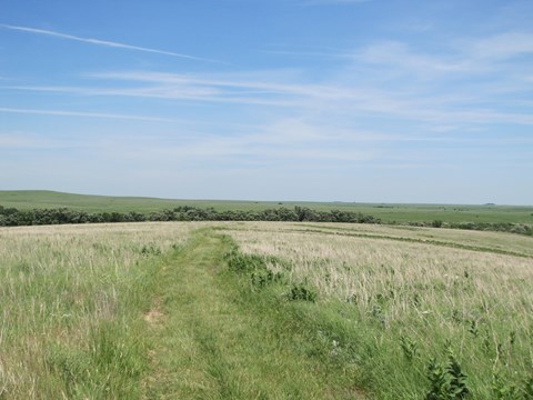 A mown trail cuts through waste high grasssloping down to a line of trees.