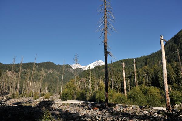 Standing dead trees in a rocky riverbed with the snow-topped top of Mount Rainier beyond a ridge