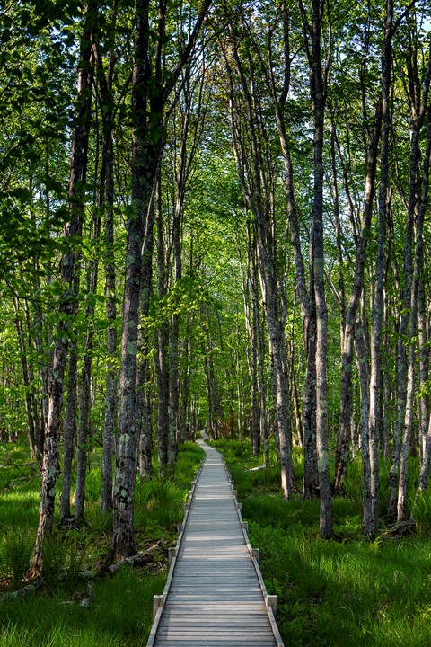 Birch trees and marsh grasses surround a wooden boardwalk with dappled sunlight.