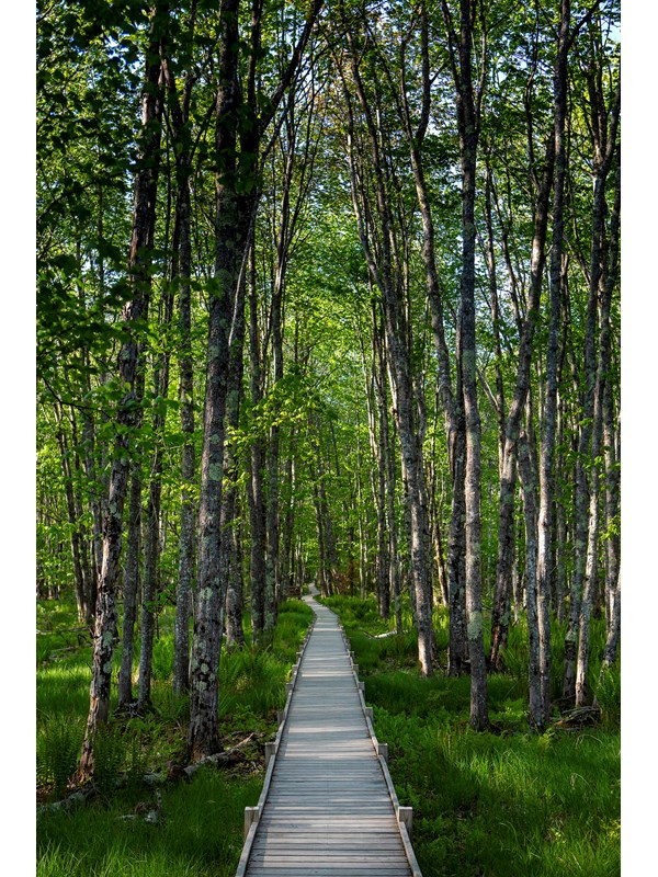 Birch trees and marsh grasses surround a wooden boardwalk with dappled sunlight.