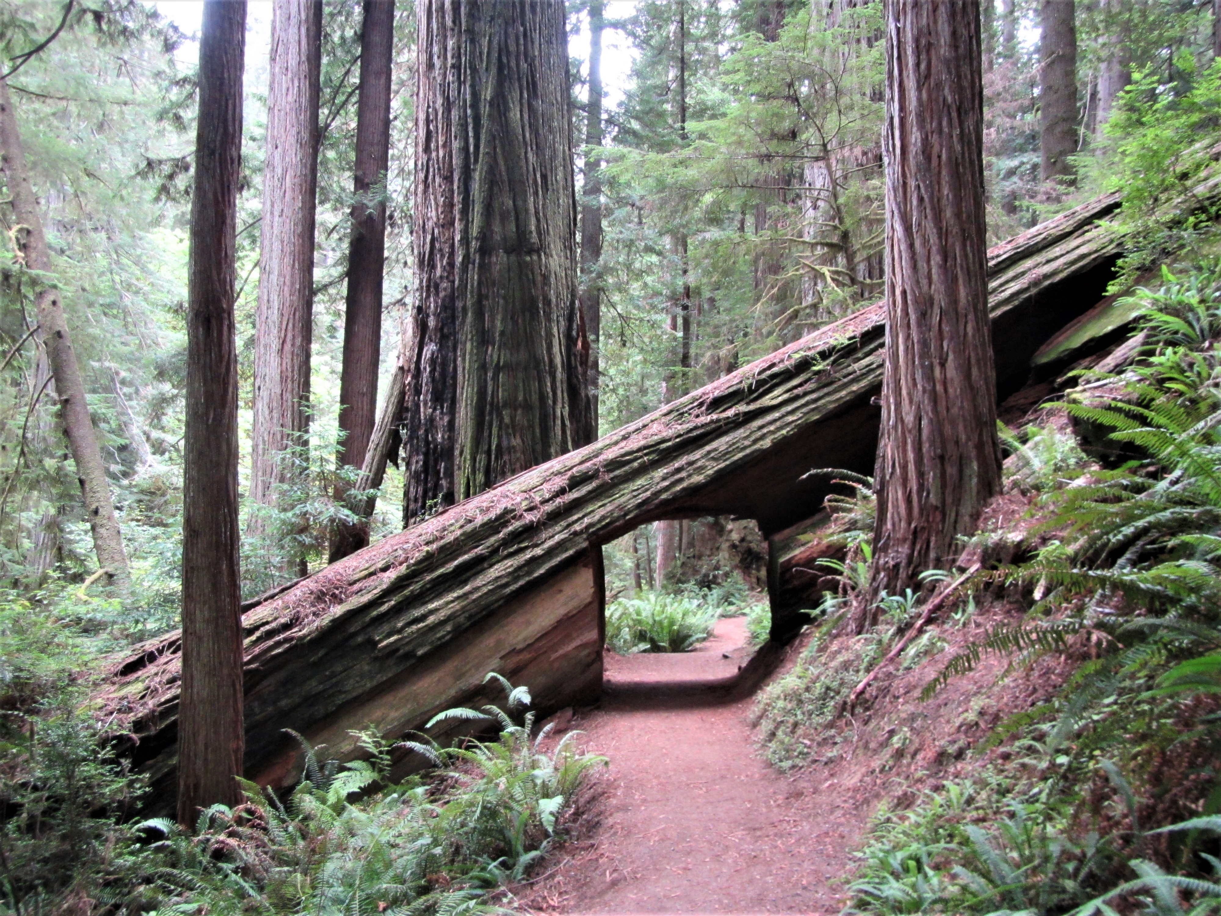 Trailhead: Karl Knapp (Prairie Creek) to Foothills Trail Loop