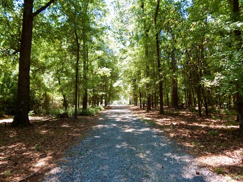 A gravel path through woods.