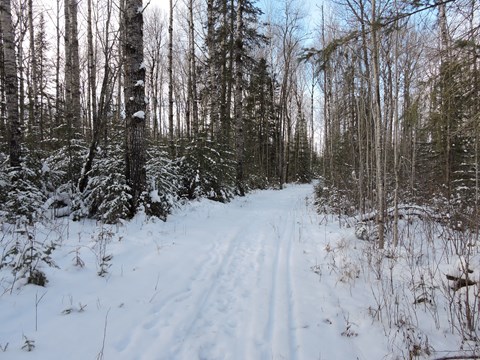 A snow covered path through the forest with ski tracks.