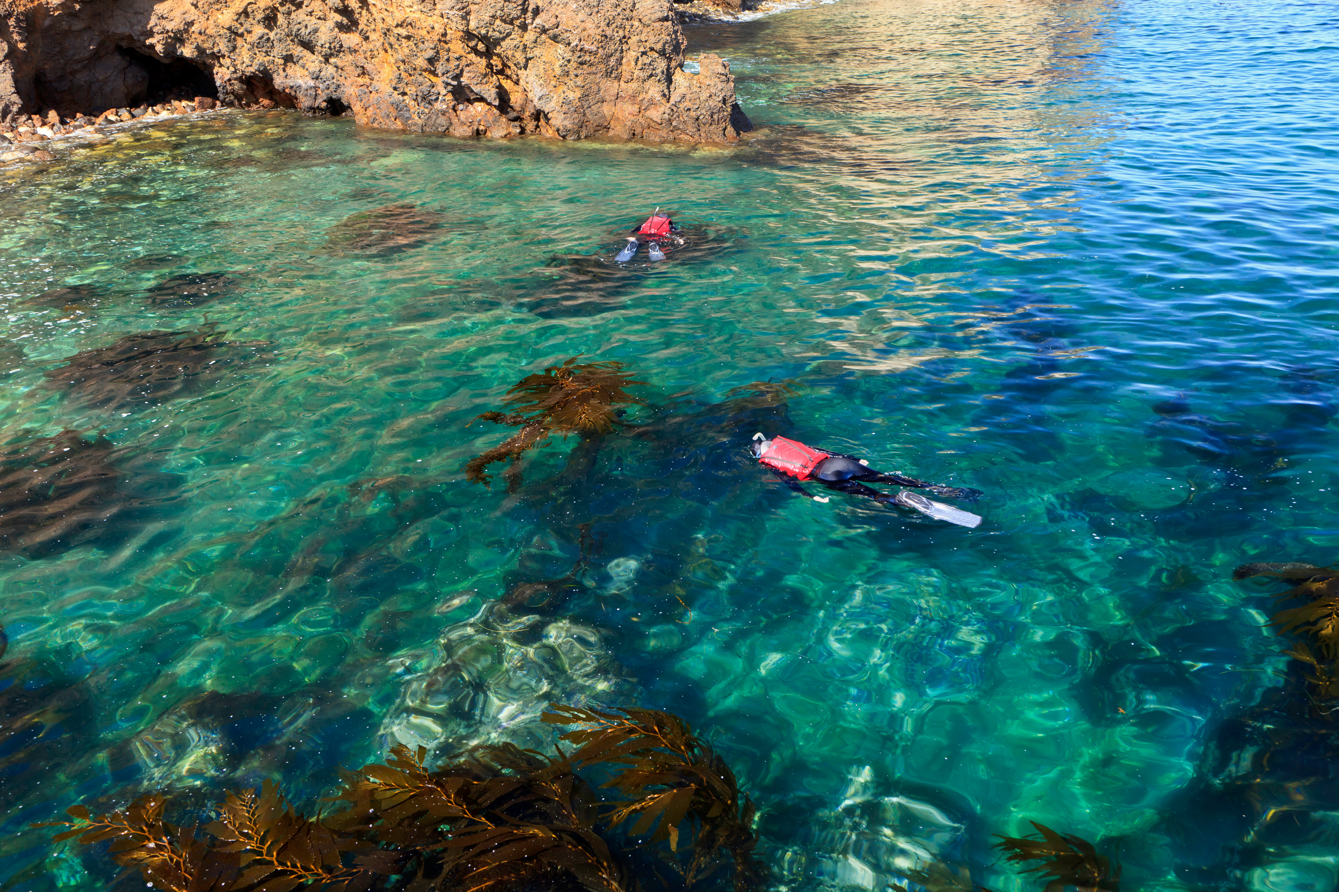 two snorkelers in ocean swimming near kelp.