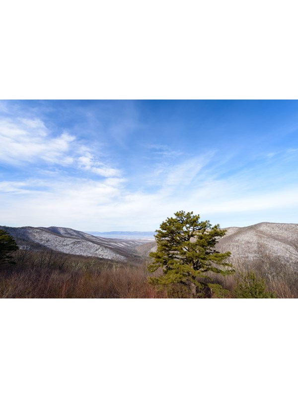 A mountain dusted with snow is seen in the background of a pine tree from an overlook.