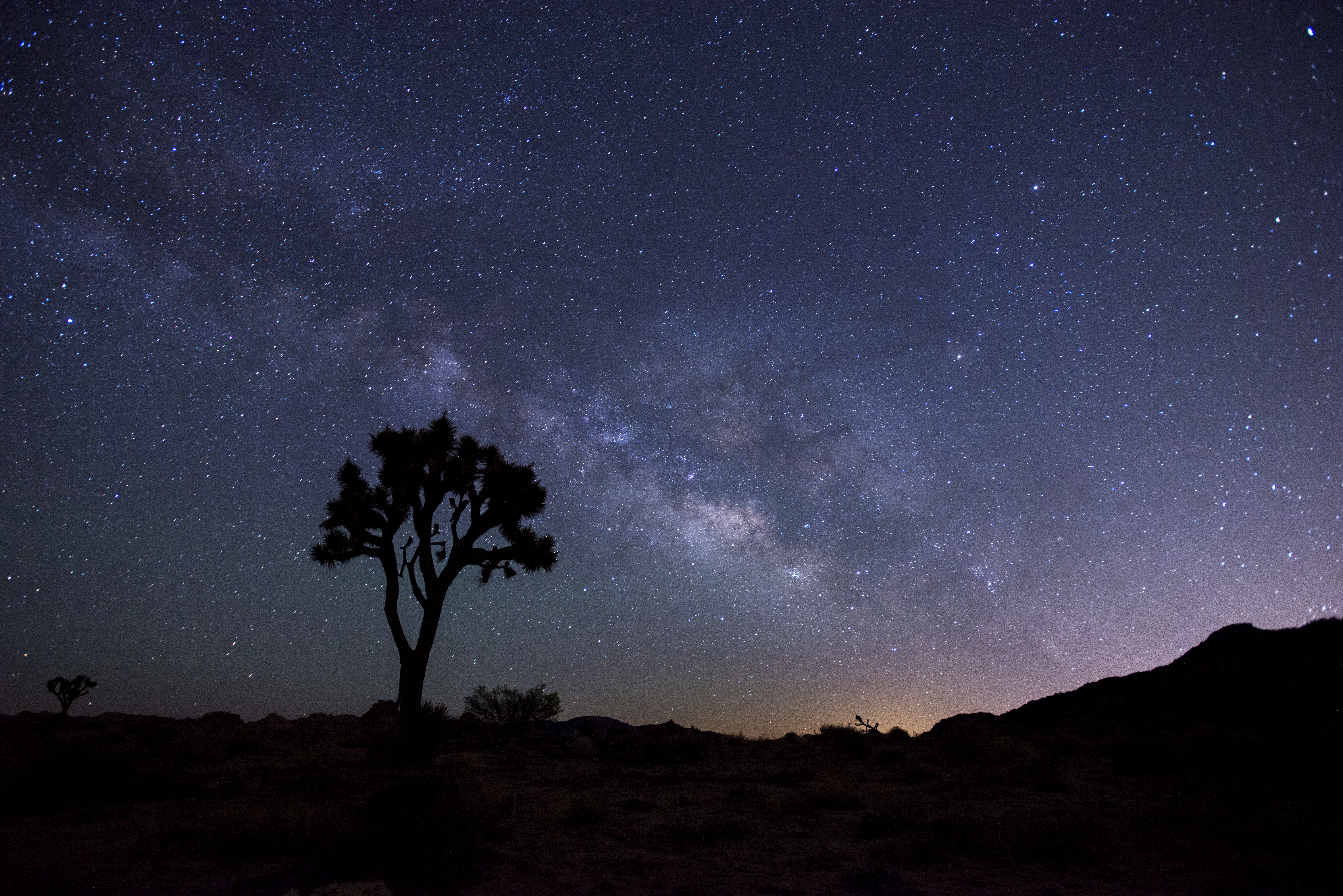 Milly way over a Joshua Tree