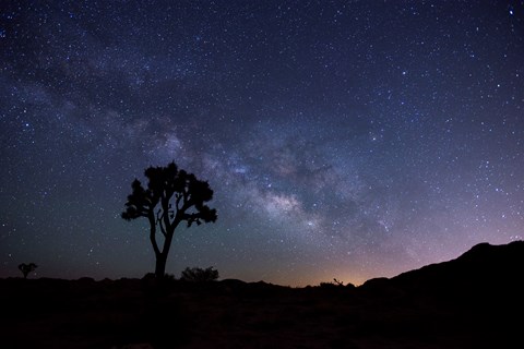 Milly way over a Joshua Tree