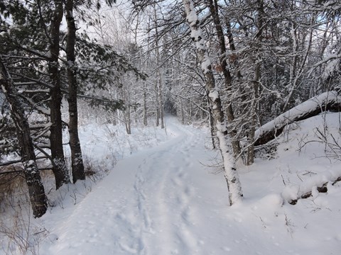 A snow covered path with snowshoe prints.