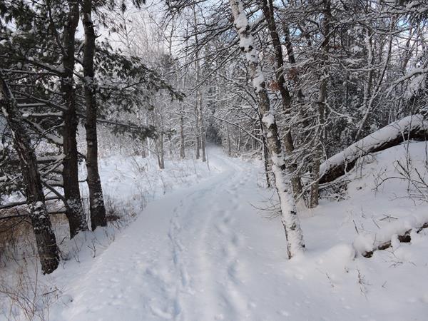 A snow covered path with snowshoe prints.