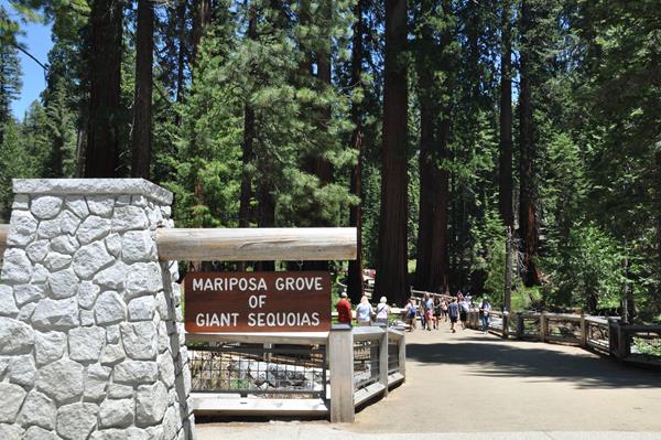Wooden sign at the arrival area "Mariposa Grove of Giant Sequoias"