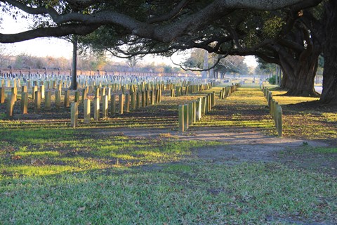 A line of live oak trees stretch over rows of white tomb headstones.