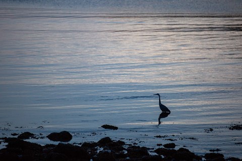 Great blue heron standing in water