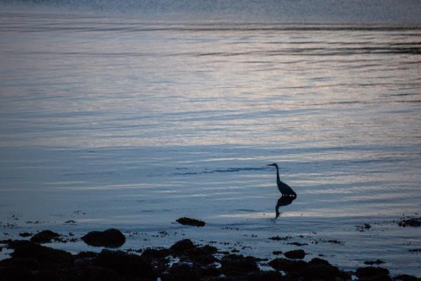 Great blue heron standing in water