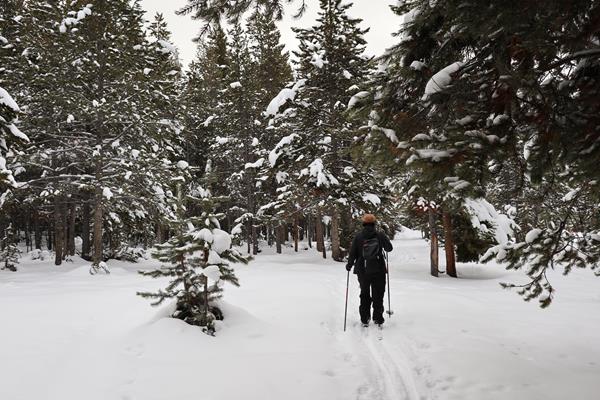 A lone skier breaks trail along the Mallard Lake Trail in the forested section near the trailhead.