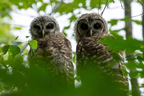 Two juvenile barred owls rest on a tree branch