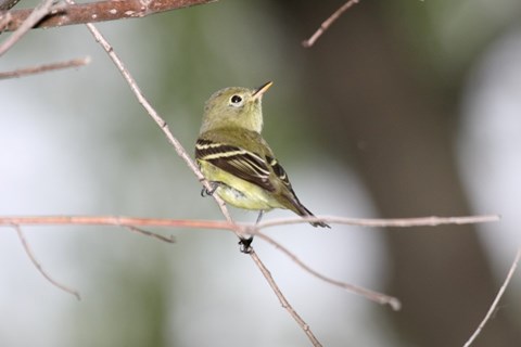 Small yellow bird perched on a thin branch
