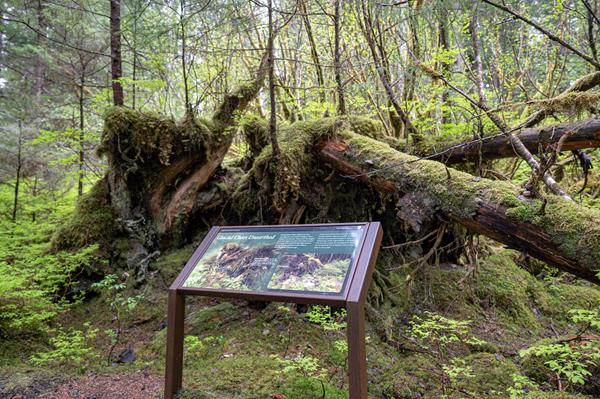 an upturned tree's exposed roots holds rocks and other earth material