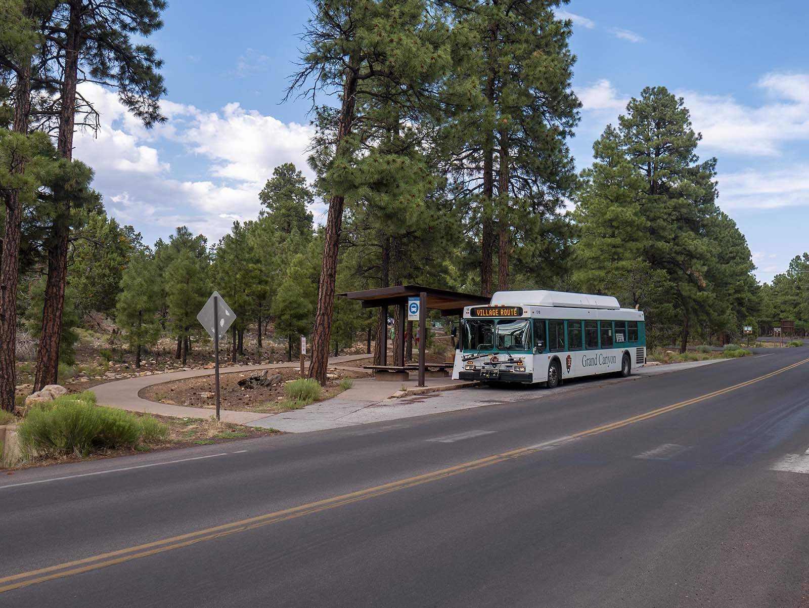 A white and green shuttle bus by a small bus stop shade structure under tall ponderosa pines