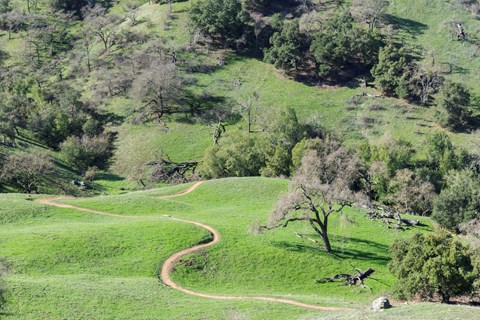 A narrow trail winds through a grassy hillside dotted with trees