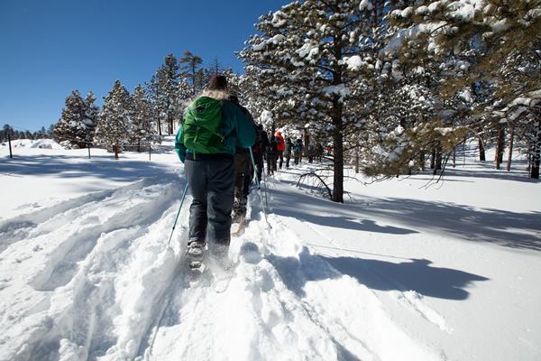 A group of people snowshoeing amongst the trees.