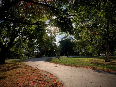 A walking path underneath trees in the fall.