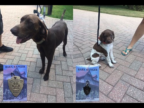 two chocolate colored dogs side by side with BARK Ranger tags