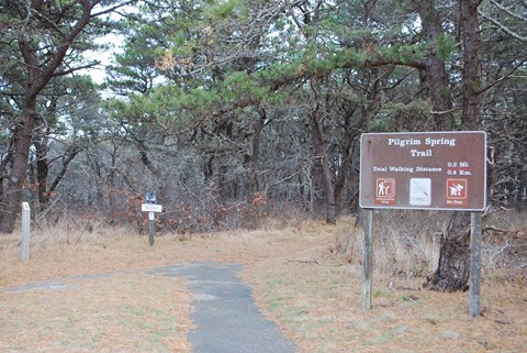 Entrance to the Pilgrim Spring trail. Pine needles on the forest floor surround the trail.
