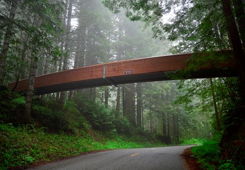A brown wooden bridge crosses a road with trees crowding both sides.