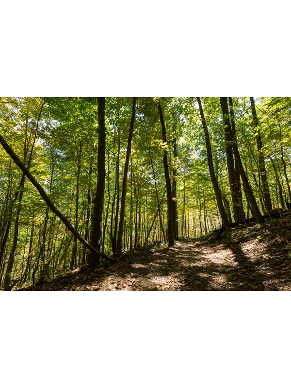 A forest of green trees with a dirt trail underneath of them.