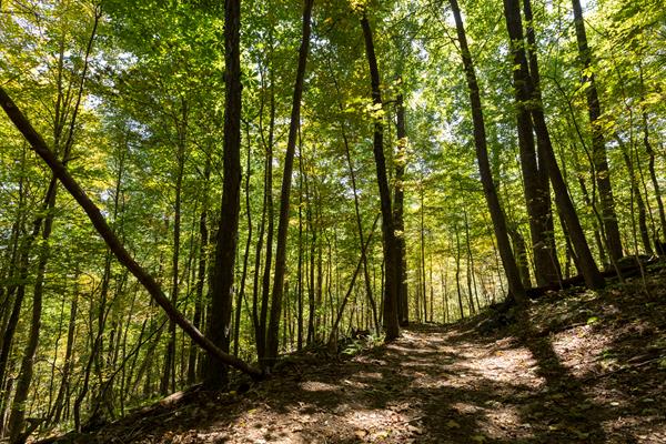 A forest of green trees with a dirt trail underneath of them.