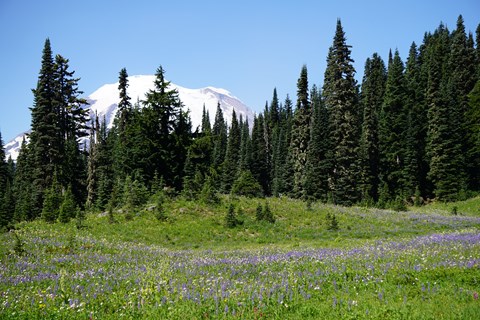 Colorful wildflowers fill a meadow with a glimpse of glaciated peak.