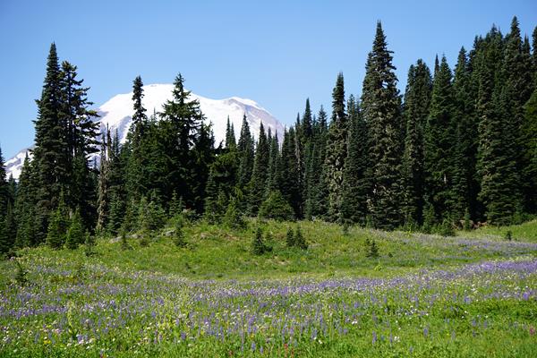Colorful wildflowers fill a meadow with a glimpse of glaciated peak.